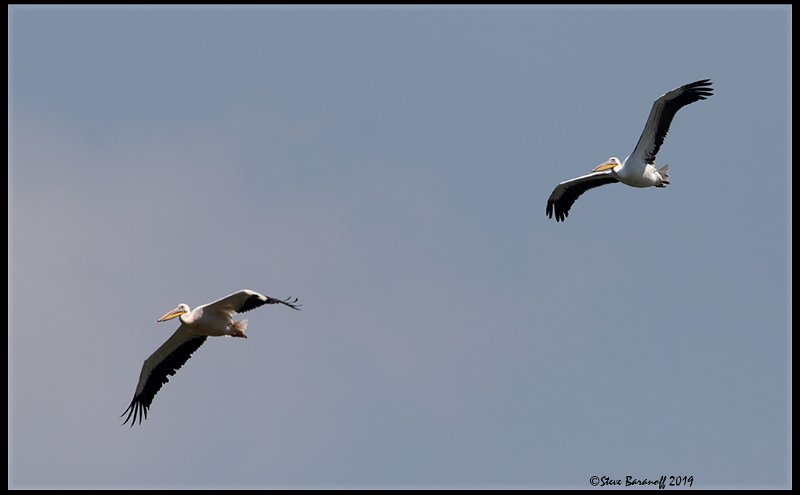 _9SB1746 great white pelicans.jpg